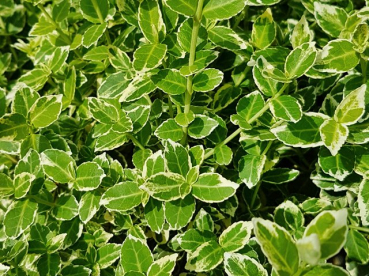 Euonymus fortunei "Emerald Gaiety" - (Weißbunte Kriechspindel),